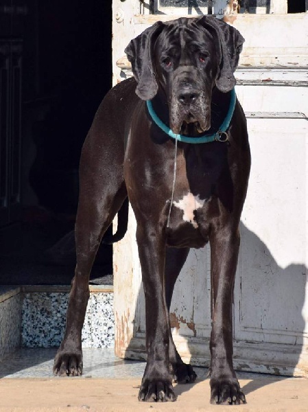 Noir désir A La Lueur De Tiago