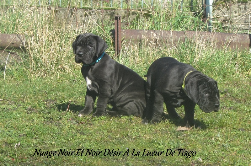 A La Lueur De Tiago - Dogue allemand - Portée née le 28/01/2014