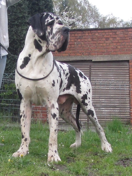 Kovu de la Galaxie Ezaï