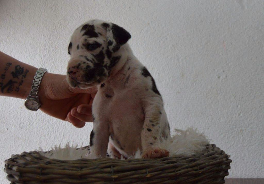 Chiot Dogue allemand A La Lueur De Tiago