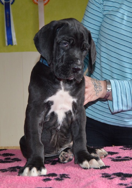 A La Lueur De Tiago - Dogue allemand - Portée née le 01/04/2016